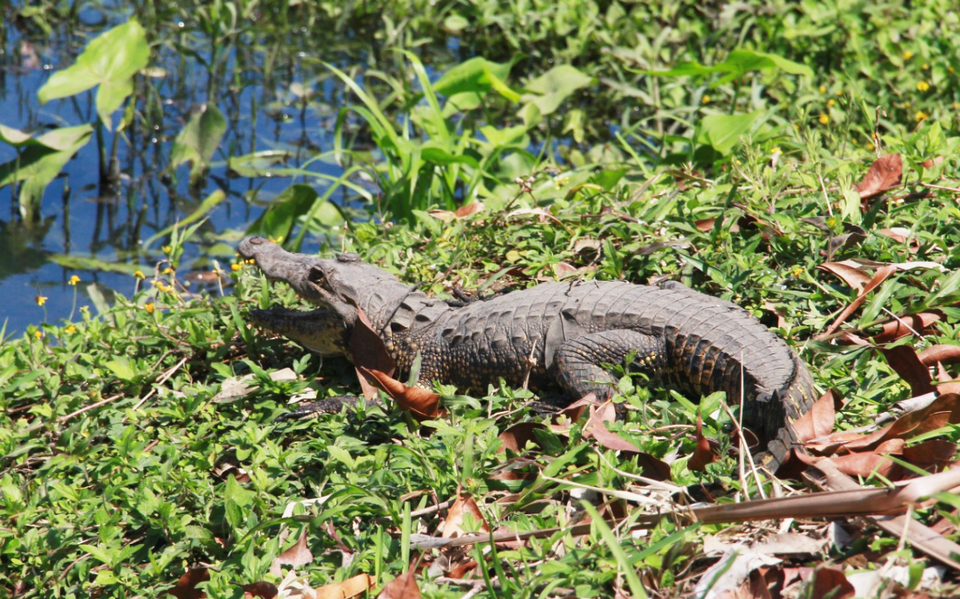 Sufre Laguna de las Ilusiones por robo de cocodrilos y contaminación - El  Heraldo de Tabasco | Noticias Locales, Policiacas, sobre México, Tabasco y  el Mundo