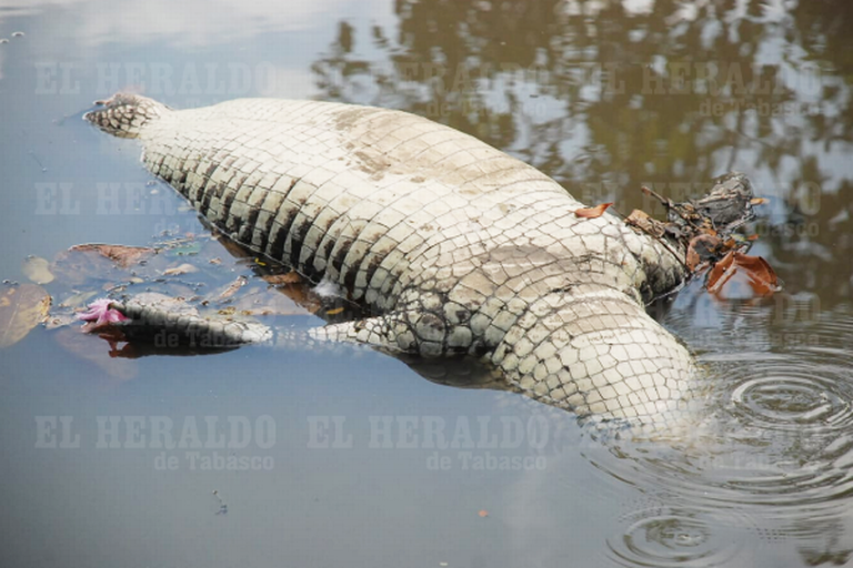 Video] Un cocodrilo más muere dentro del Vaso Cencali - El Heraldo de  Tabasco | Noticias Locales, Policiacas, sobre México, Tabasco y el Mundo