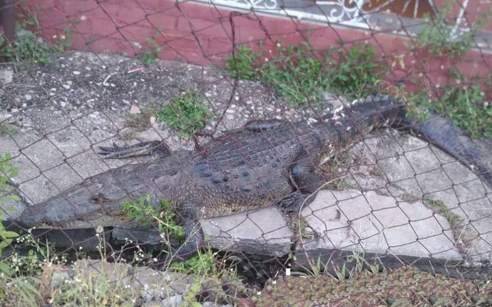Vaya susto! Aparece cocodrilo en patio de vivienda en Tacotalpa - El  Heraldo de Tabasco | Noticias Locales, Policiacas, sobre México, Tabasco y  el Mundo