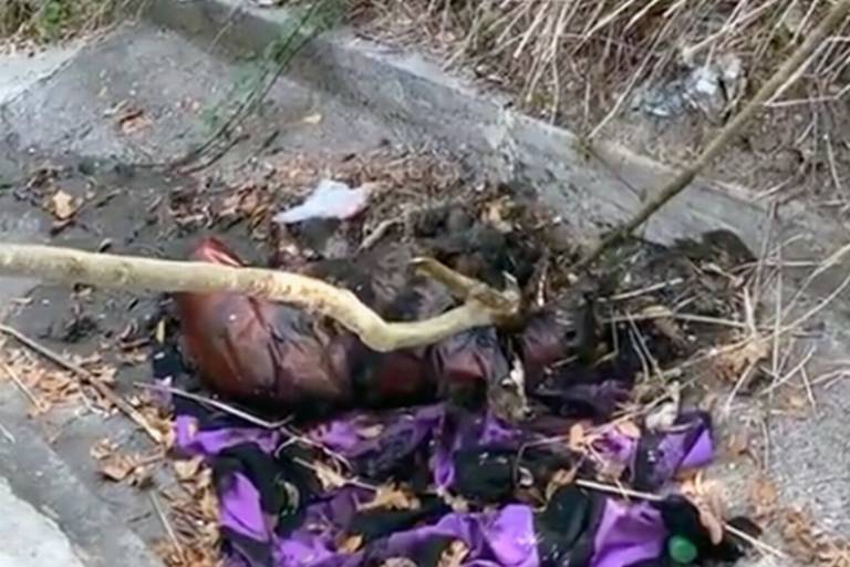 Farandulita-py - #OpatamaLaMundo;Mataron a un Luison En redes sociales  circulan imágenes de la supuesta de captura de un nahual en Veracruz, una  criatura aparentemente sobrenatural. De acuerdo a la mitología  prehispánica, plasmada