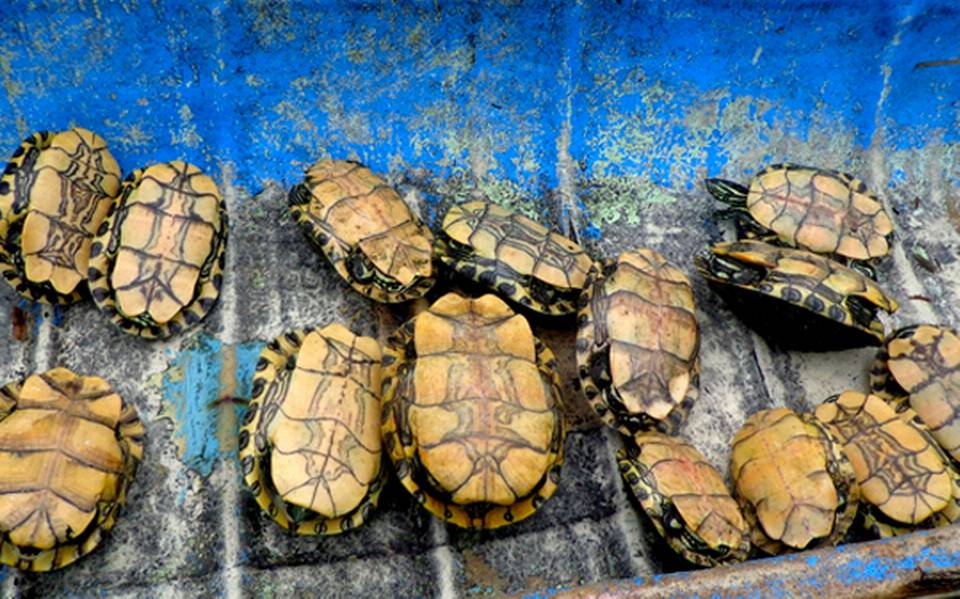 Video] Se hace viral cruel video de tortuga asada viva en Villahermosa - El  Heraldo de Tabasco | Noticias Locales, Policiacas, sobre México, Tabasco y  el Mundo