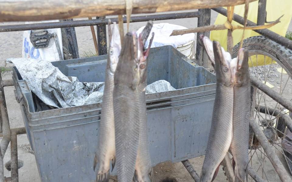Negocios informales de pescados y mariscos afectan a los establecidos:  Canirac - El Heraldo de Tabasco | Noticias Locales, Policiacas, sobre  México, Tabasco y el Mundo
