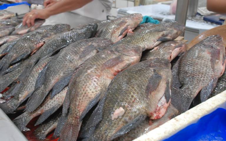 Previo a la Cuaresma aumenta el precio de pescados y mariscos en Tabasco -  El Heraldo de Tabasco | Noticias Locales, Policiacas, sobre México, Tabasco  y el Mundo