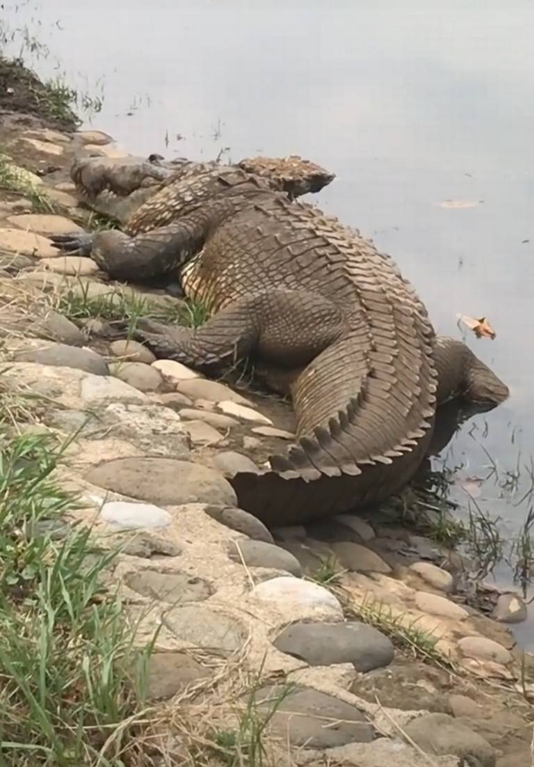 Llegan las lluvias y salen los cocodrilos en Villahermosa - El Heraldo de  Tabasco | Noticias Locales, Policiacas, sobre México, Tabasco y el Mundo