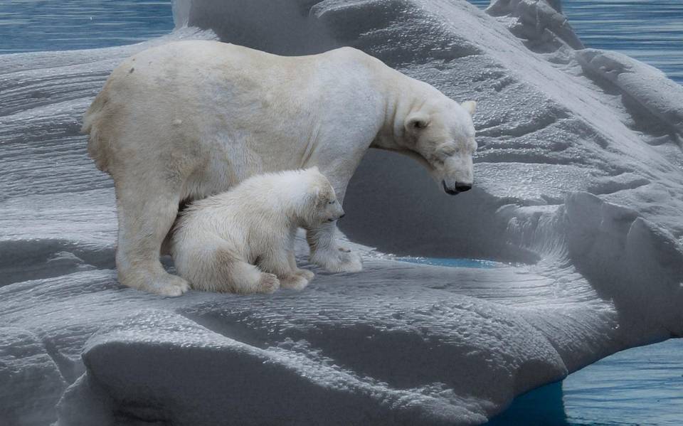 Osos polares que no necesitan hielo para sobrevivir Revista NUVE