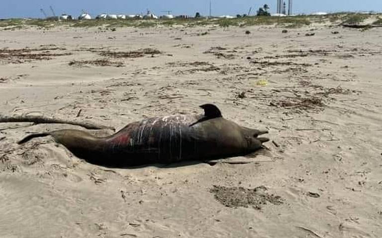 Bañistas encuentran delfín muerto en Paraíso - El Heraldo de Tabasco |  Noticias Locales, Policiacas, sobre México, Tabasco y el Mundo