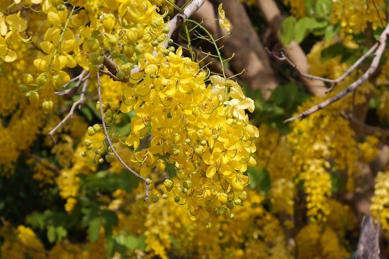 Árbol “lluvia de oro”: maravilla natural con usos medicinales - El Heraldo  de Tabasco | Noticias Locales, Policiacas, sobre México, Tabasco y el Mundo