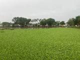 Vaso regulador San José en Gaviotas Sur, lleno de maleza acuática. Foto: SAS Centro