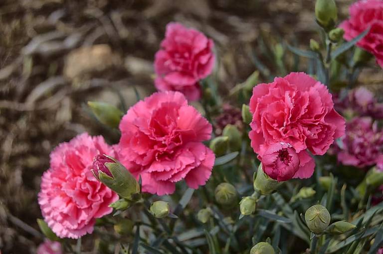 5 tipos de flores para poner en tu altar de muertos - El Heraldo de Tabasco  | Noticias Locales, Policiacas, sobre México, Tabasco y el Mundo