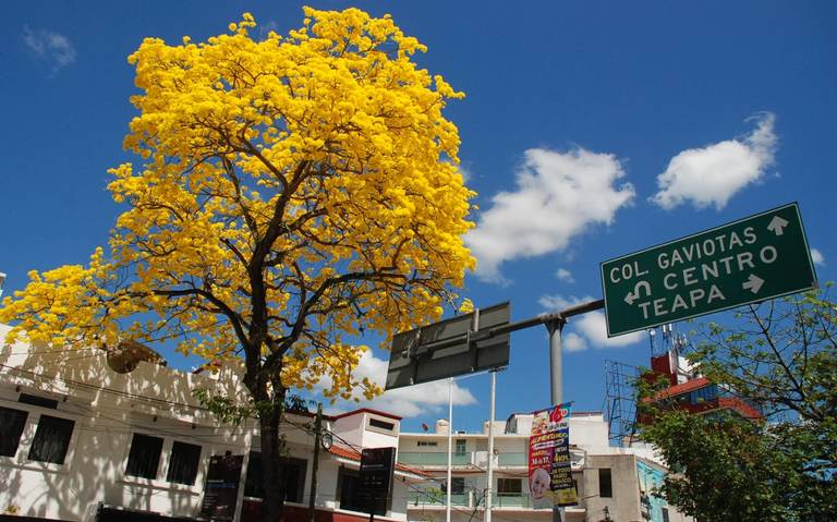 Calles de Villahermosa tapizadas de amarillo en la primavera - El Heraldo  de Tabasco | Noticias Locales, Policiacas, sobre México, Tabasco y el Mundo