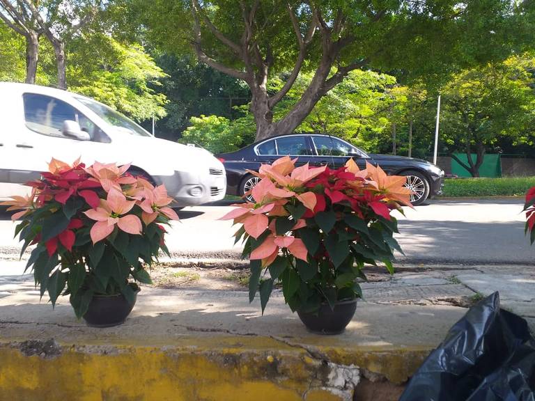 Llegó la flor de Nochebuena a Tabasco - El Heraldo de Tabasco | Noticias  Locales, Policiacas, sobre México, Tabasco y el Mundo
