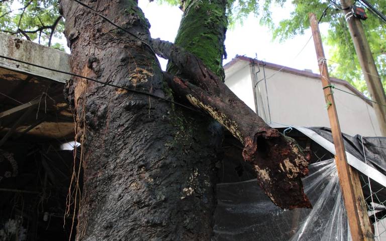 Falta de mantenimiento a árboles viejos en Villahermosa ponen en riesgo a  la población - El Heraldo de Tabasco | Noticias Locales, Policiacas, sobre  México, Tabasco y el Mundo