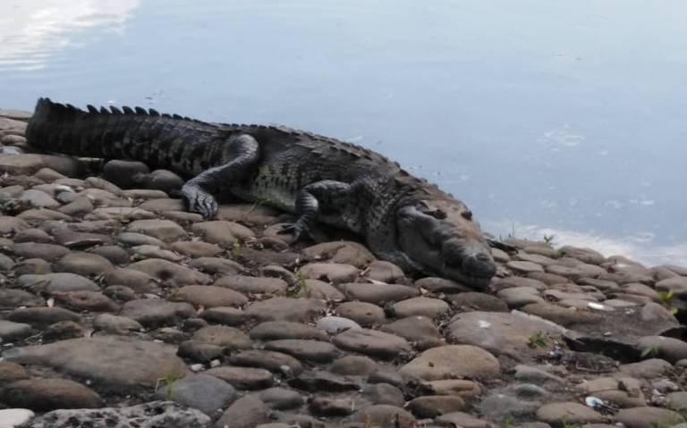 Cocodrilo descansaba a las orillas del Vaso Cencali en Villahermosa - El  Heraldo de Tabasco | Noticias Locales, Policiacas, sobre México, Tabasco y  el Mundo