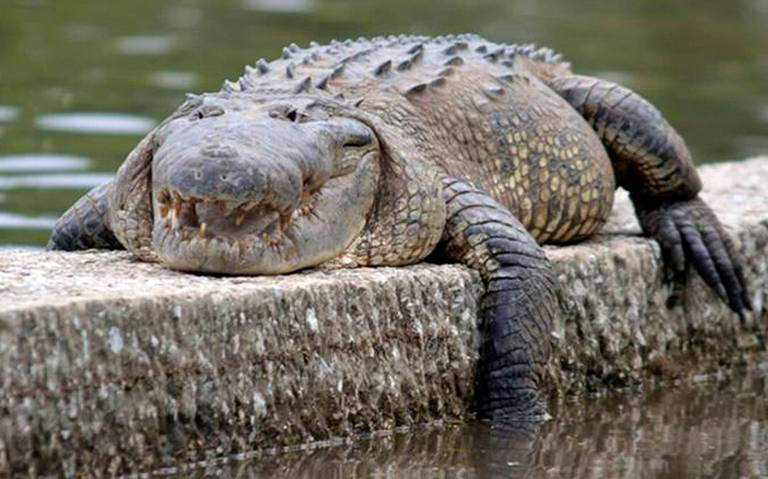 Las Ilusiones y la Pólvora; lagunas de Villahermosa en las que habitan  cocodrilos ¿Te ha tocado verlos? VIDEOS - El Heraldo de Tabasco | Noticias  Locales, Policiacas, sobre México, Tabasco y el Mundo