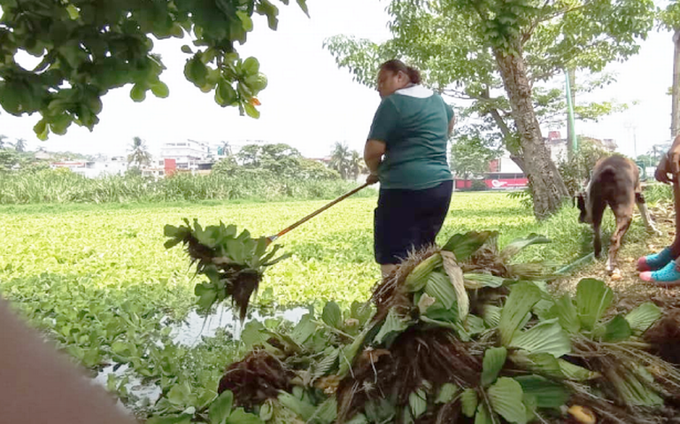 Rastrillo en mano, libera de lirio acuático Laguna El Jícaro en Centro - El  Heraldo de Tabasco | Noticias Locales, Policiacas, sobre México, Tabasco y  el Mundo